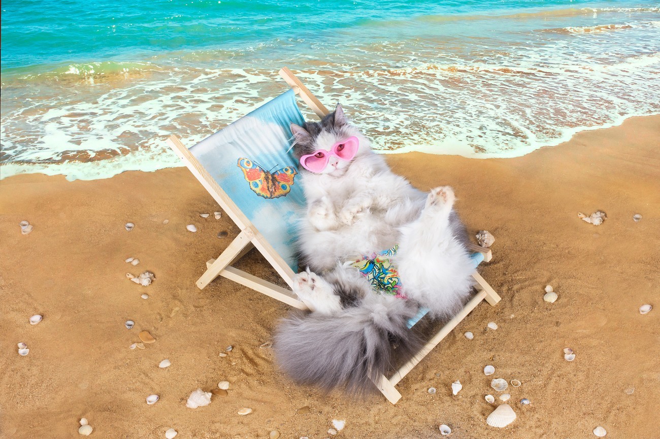 Naked kitten the beach