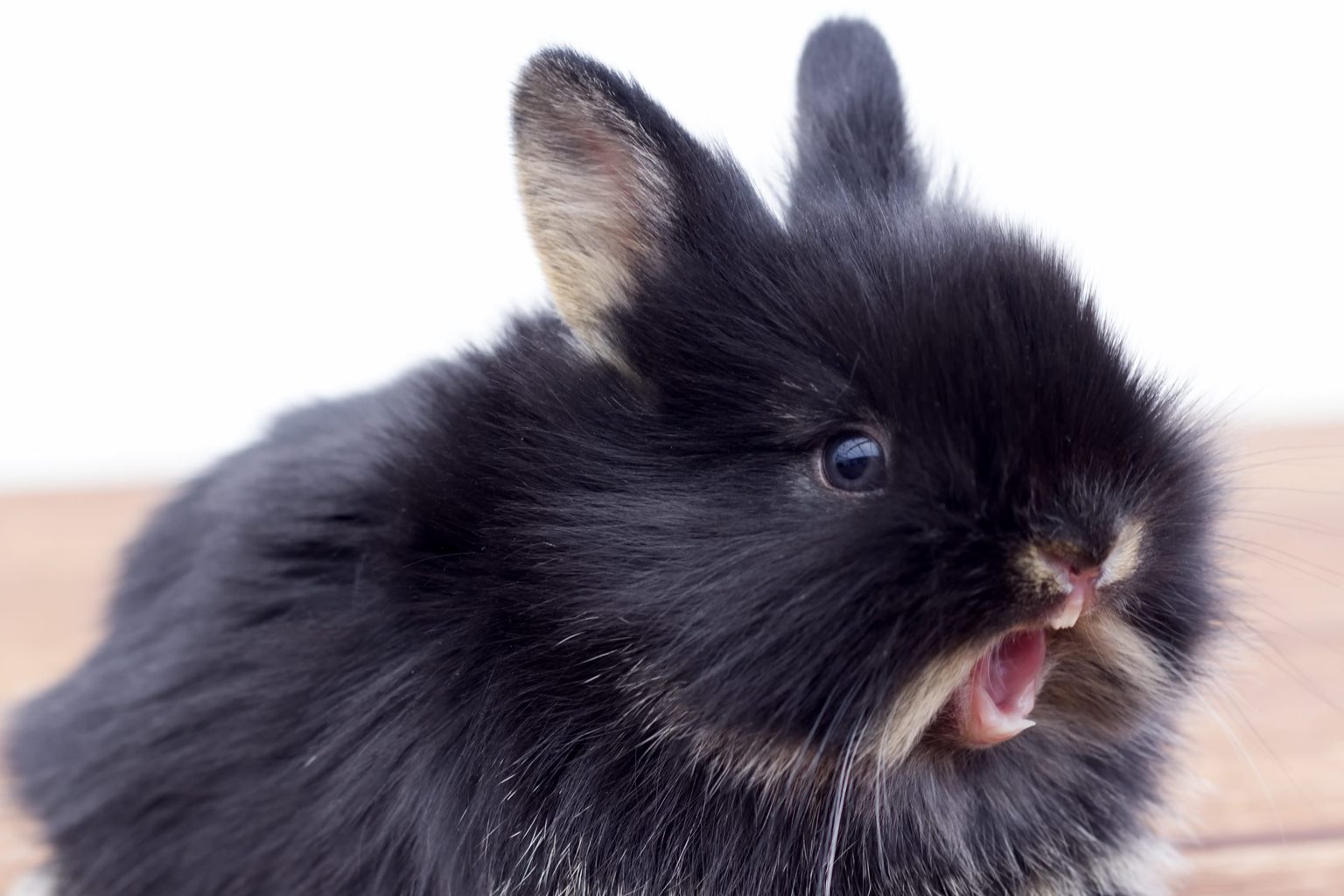 Черный кролик фото