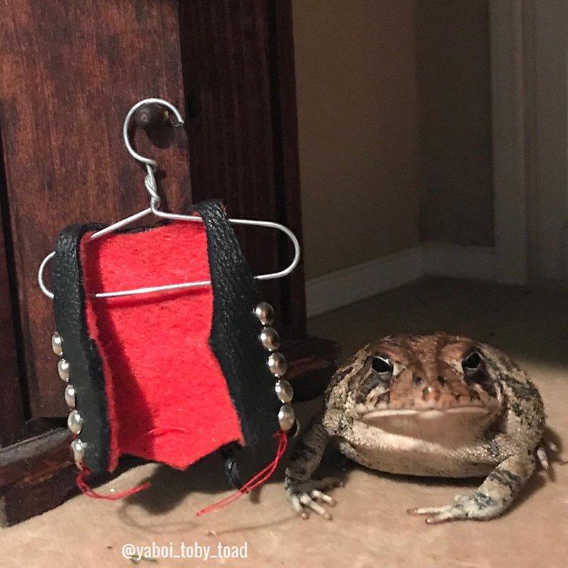 жаба в домике инстаграм