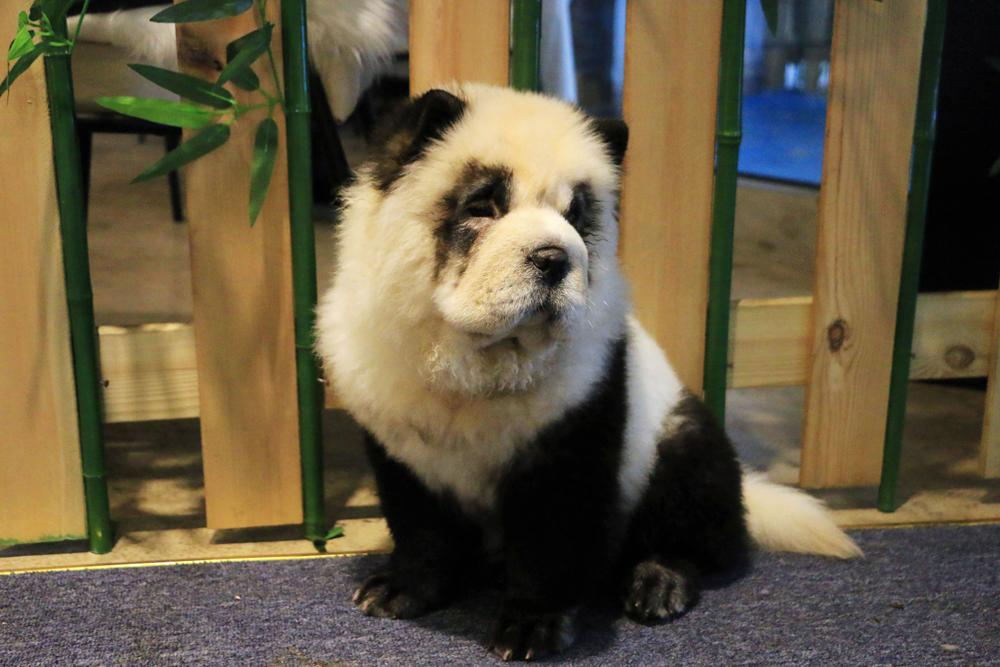 how much do panda chow chows cost