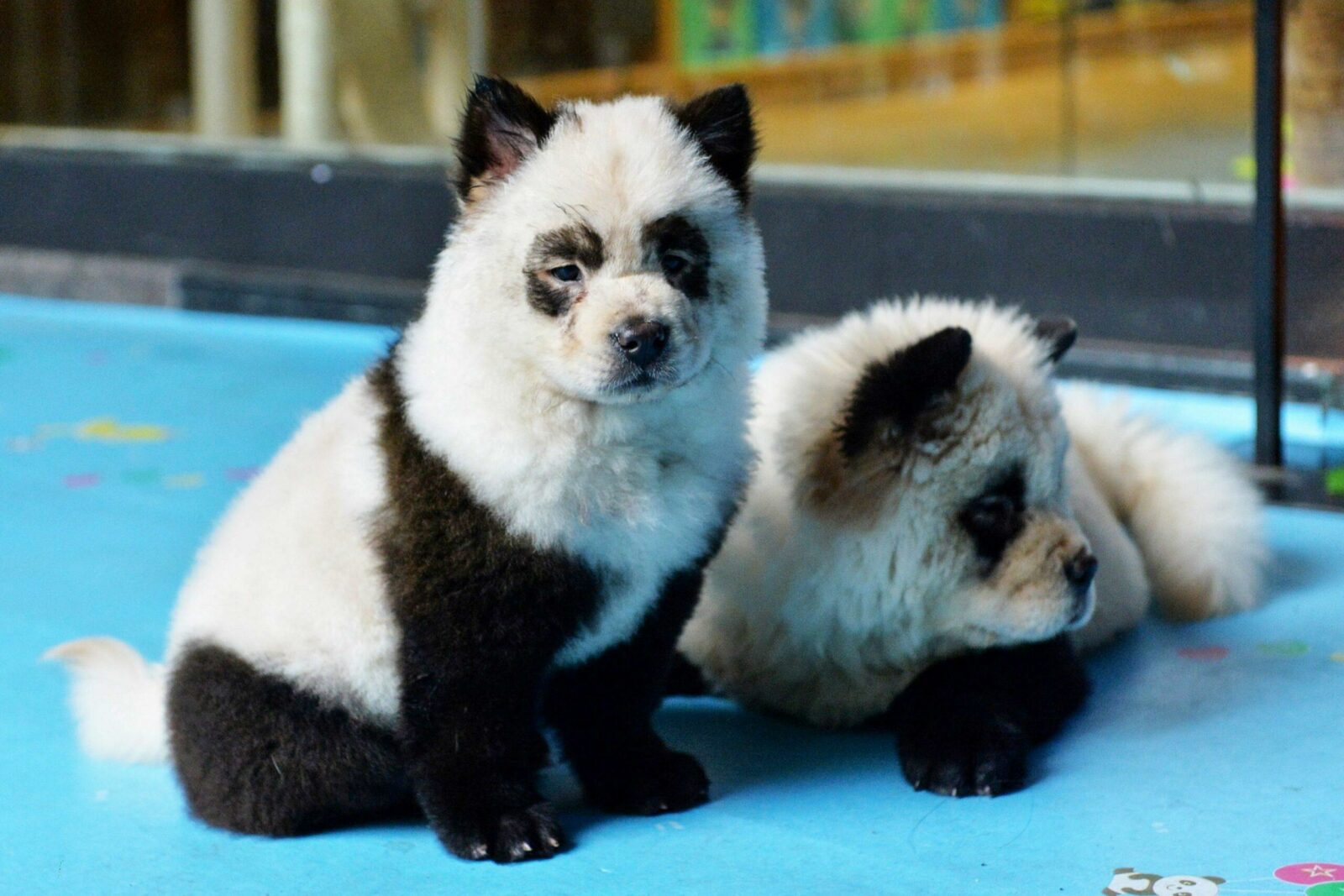 how much do panda chow chows cost