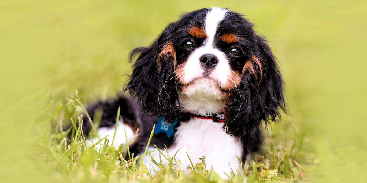 what vitamins can be given to king charles spaniel