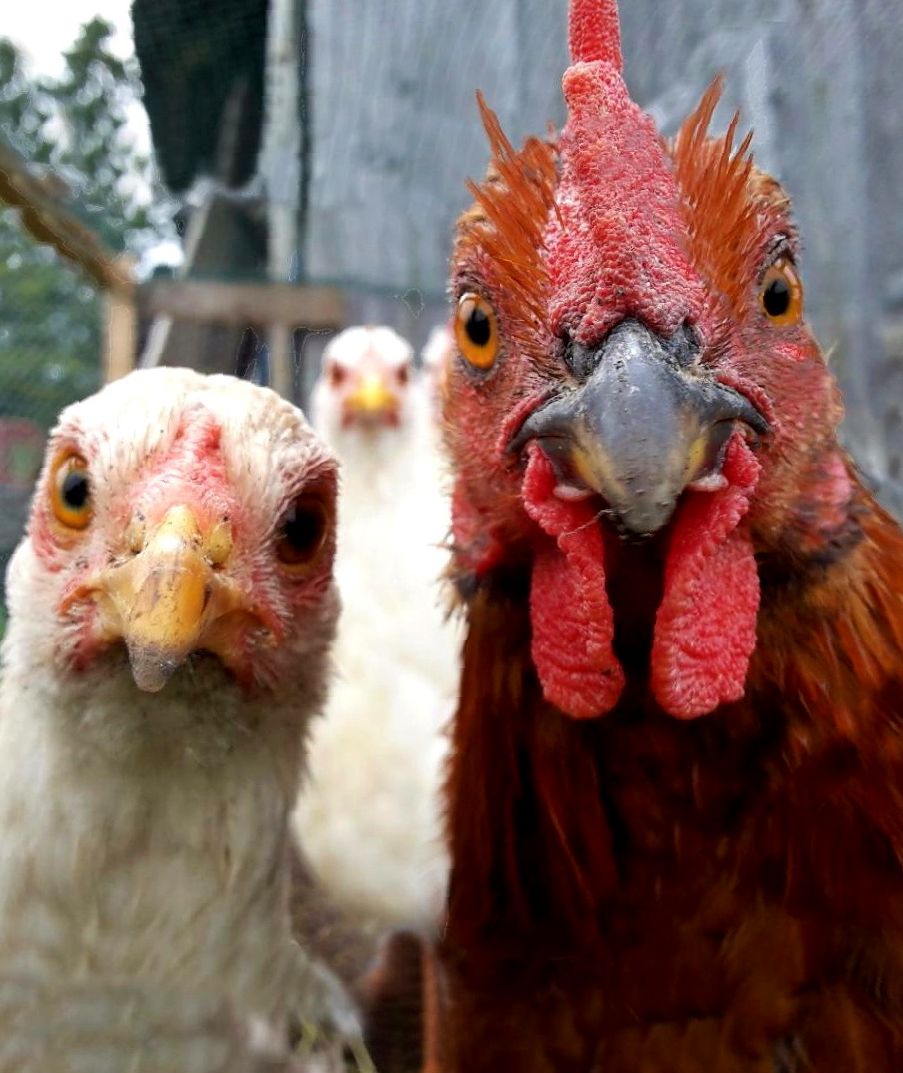Chicken brains or intelligence we didn't know about.
