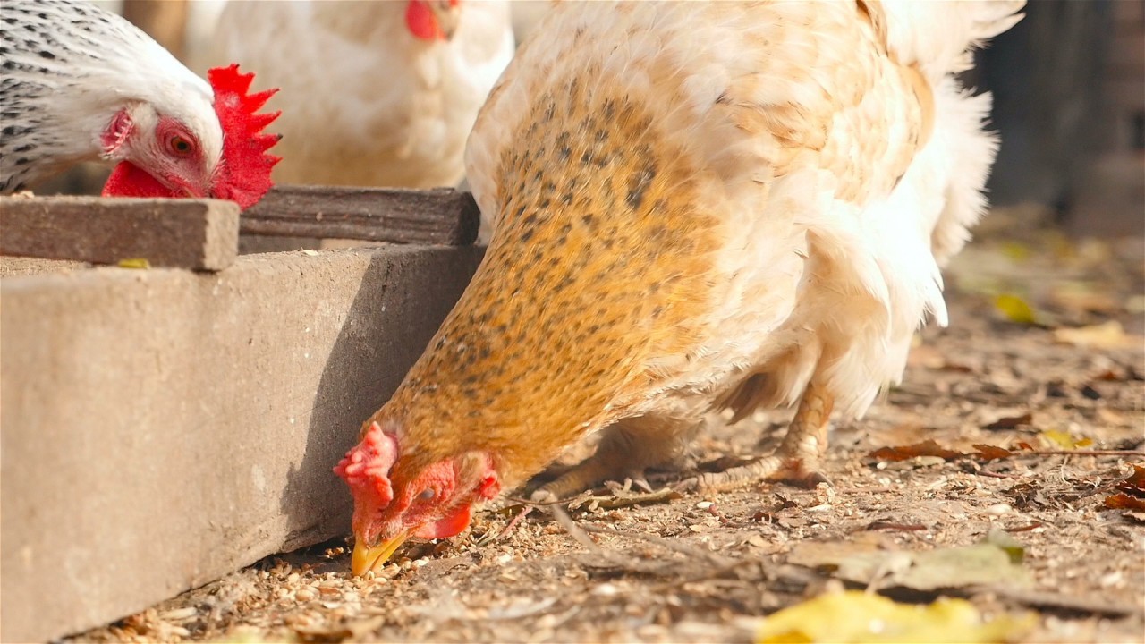 Куриные мозги помогают добывать пищу