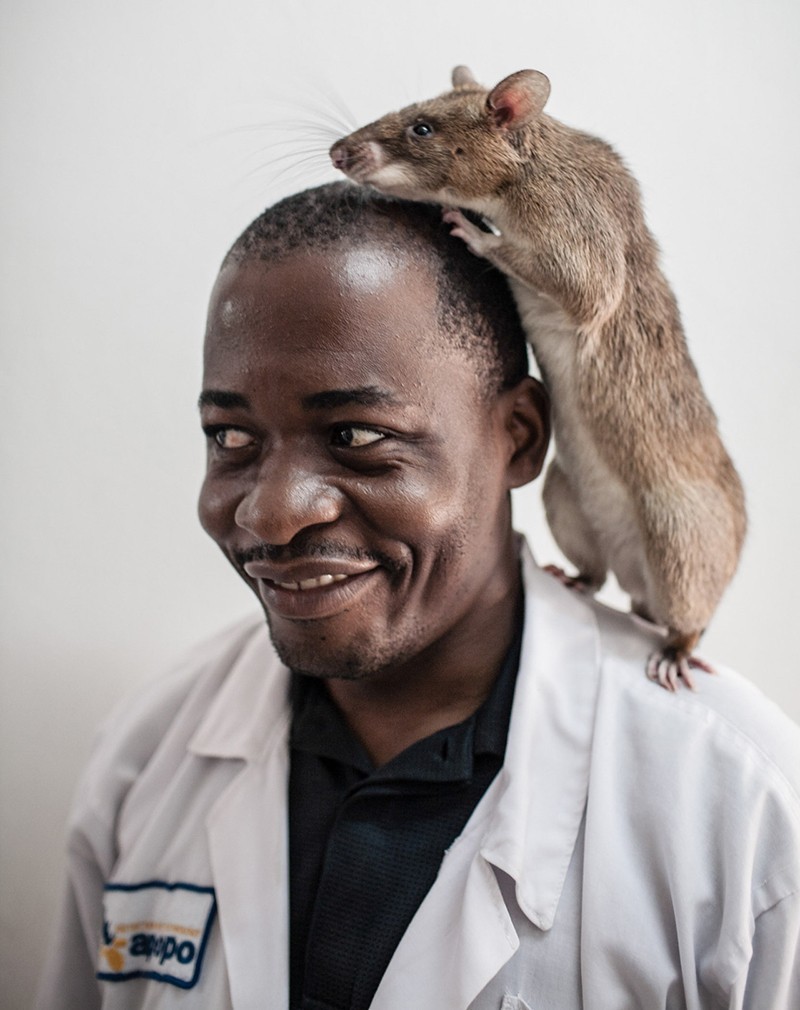 Африканская крыса Гамби
