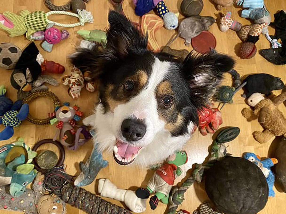 Много игрушек для собак