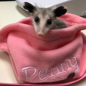 опоссум дома