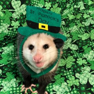 опоссум забавный