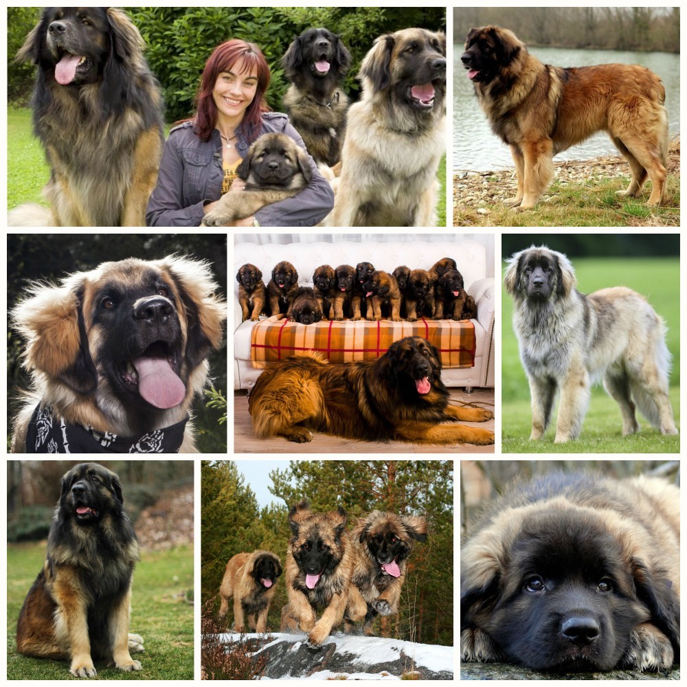 are leonbergers smart dogs