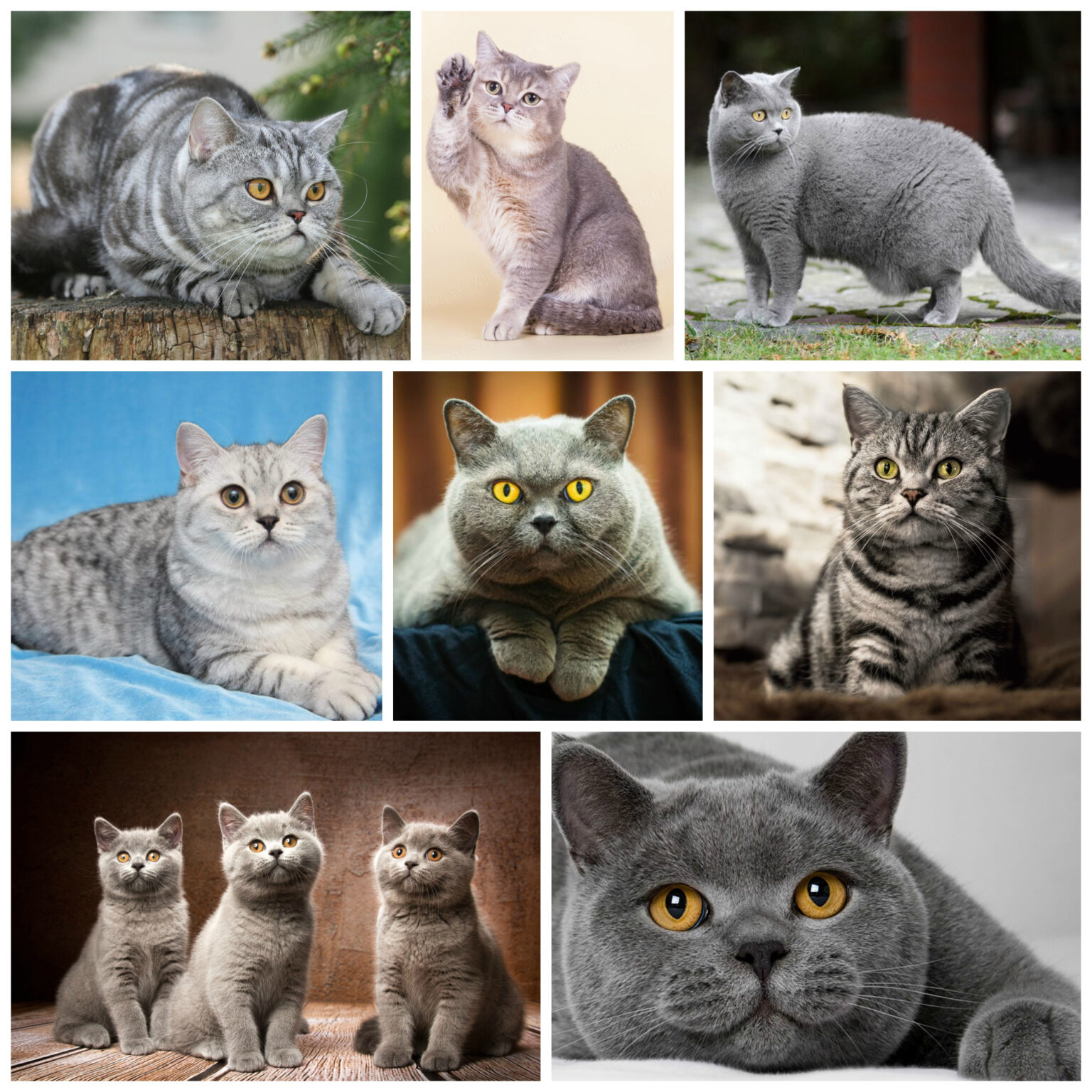 Окрас кошек британской породы с названием и фото