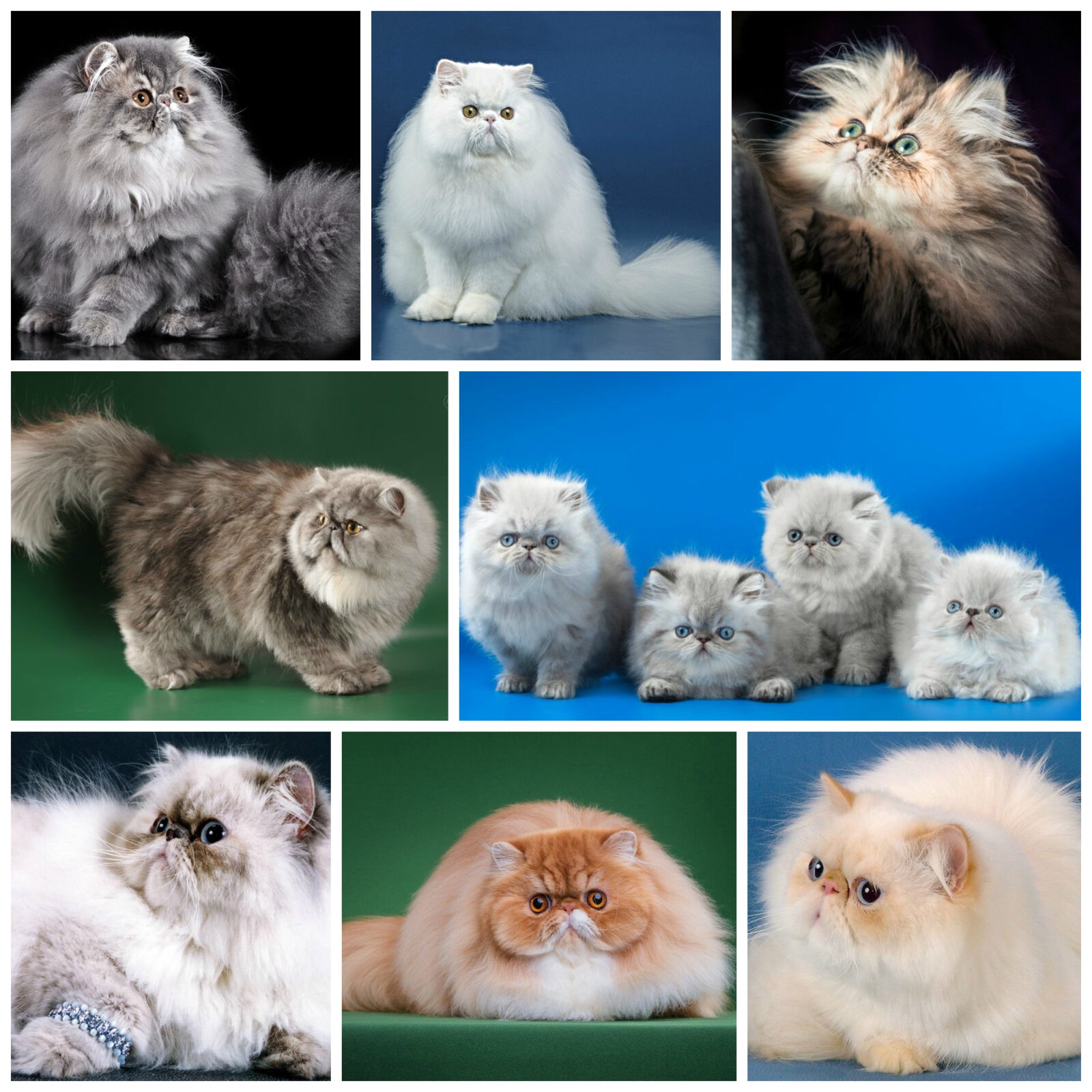 персидская кошка окрасы