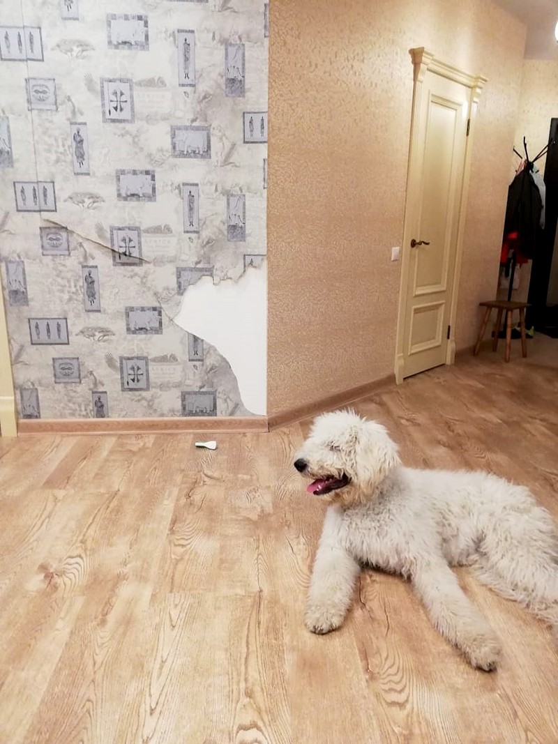 Бантик испортил обои