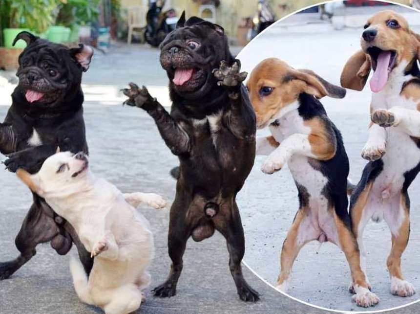 Игры будущего открытие танец собак. Танцующие собачки. Танцы с собаками. Щенок танцует. Собаки танцуют вальс.