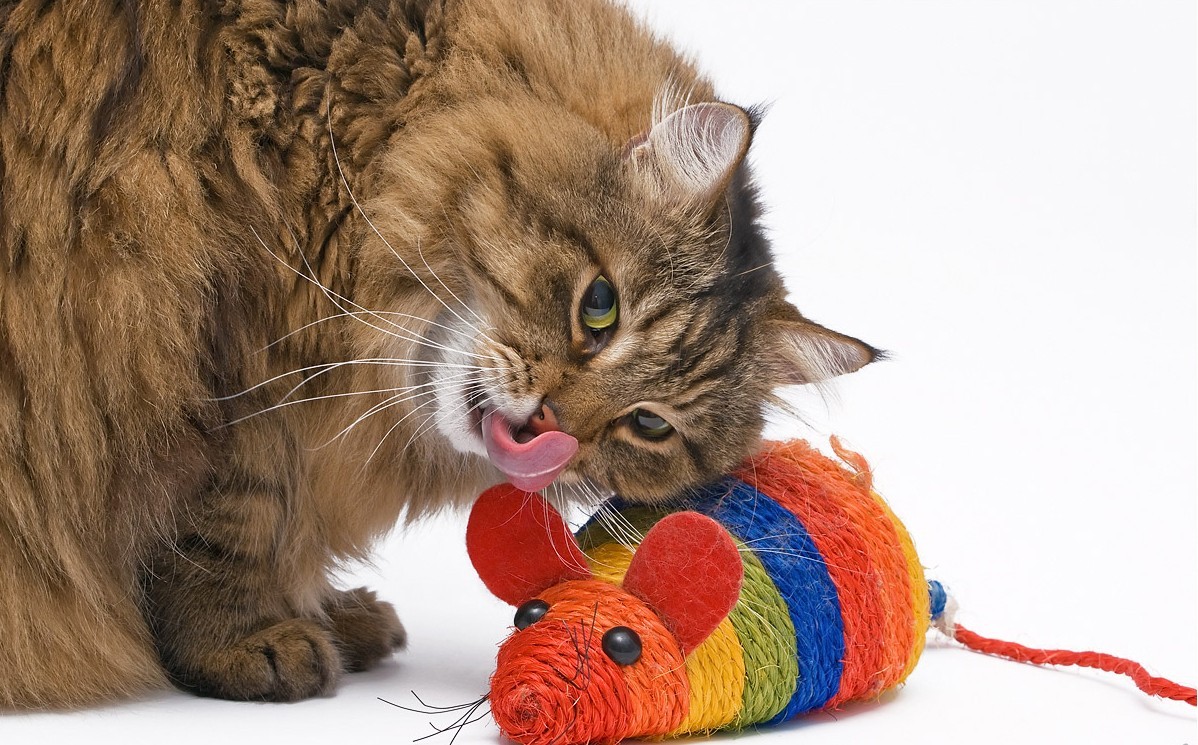 какие бывают игрушки для котят