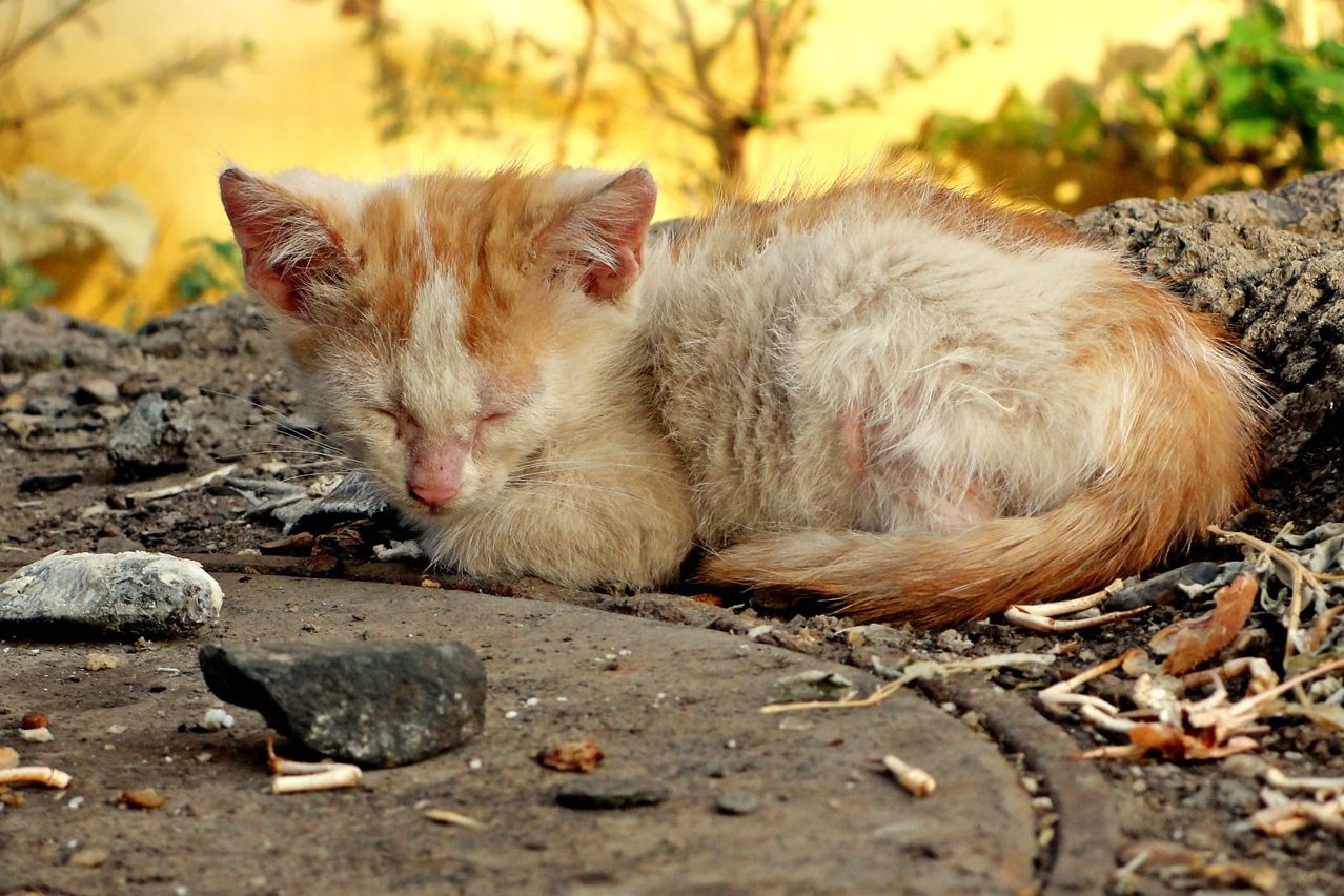 Кошка болеет