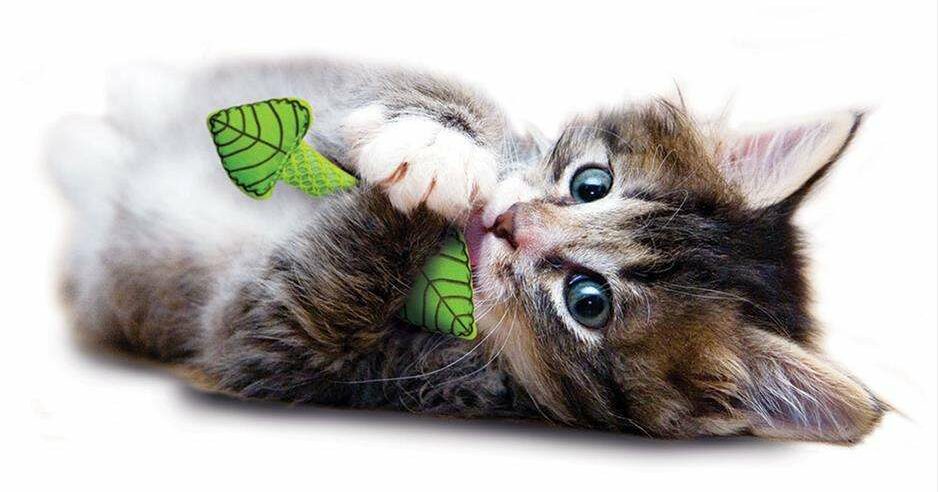 какие игрушки любят коты. Смотреть фото какие игрушки любят коты. Смотреть картинку какие игрушки любят коты. Картинка про какие игрушки любят коты. Фото какие игрушки любят коты