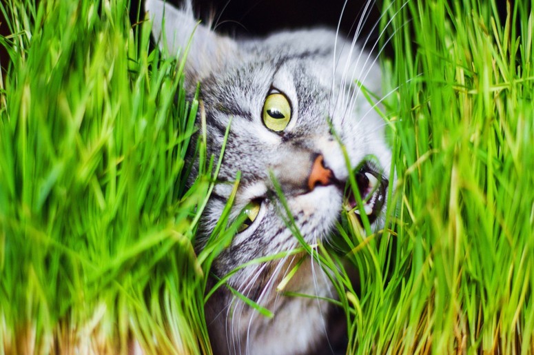 Трава для кошек -st