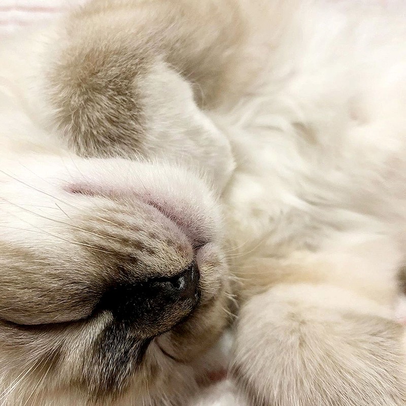 бирманская кошка спит