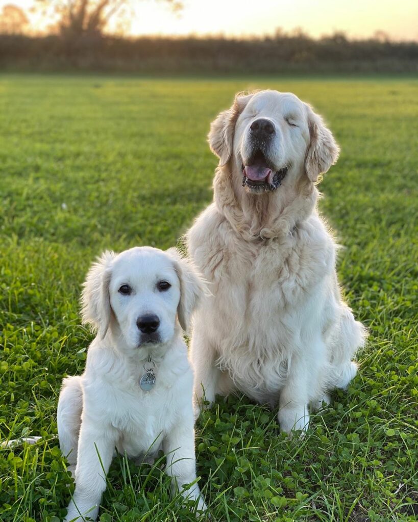 Ослепший ретривер и щенок-поводырь: фото сладкой парочки