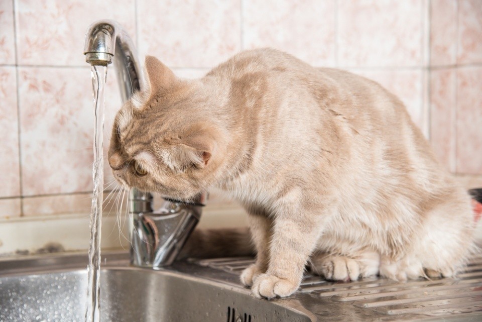 кот пьет воду из крана влажные корма против натуральных