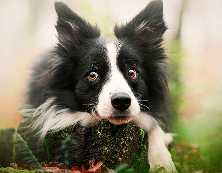 G1border-collie-forest-white-black-fluffy-dog-pets-cute-dogs-besthqwallpapers.com-1920x1080-1