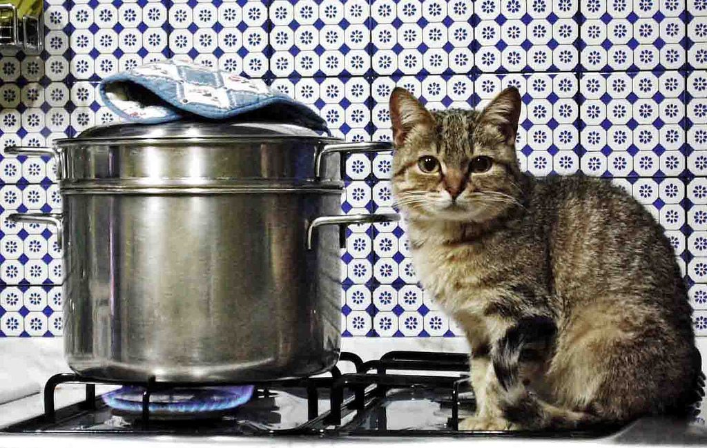 кошка на плите влажный корм или натуральное питание