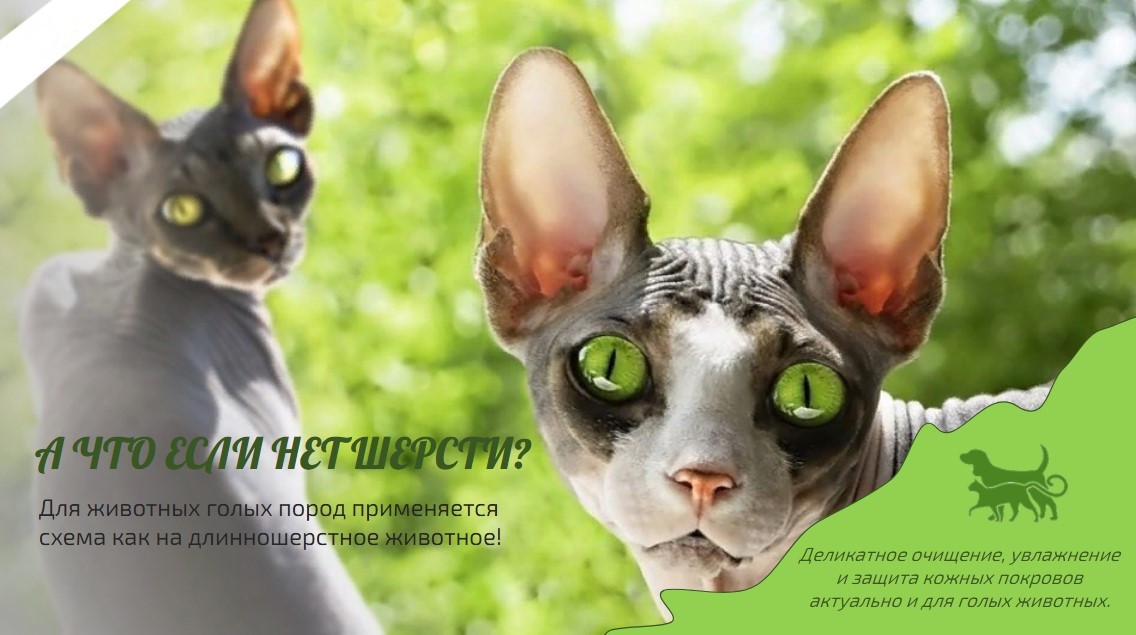Сфинкс Кошка Фото Разновидности