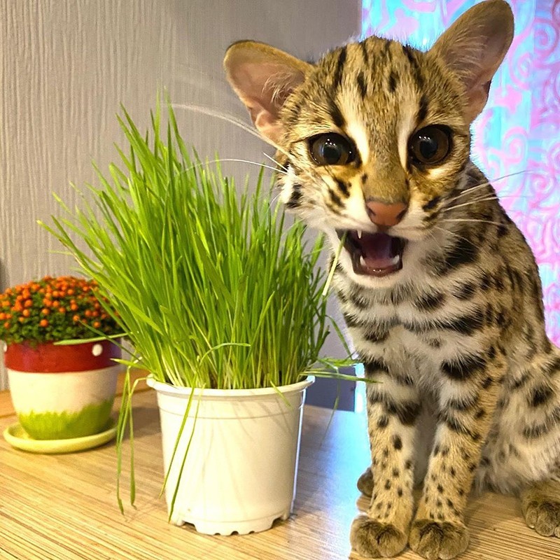Азиатская Кошка Фото