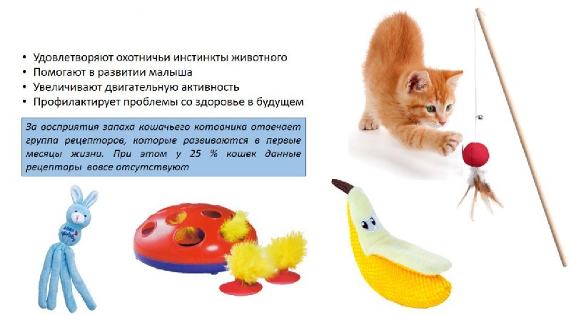 Какую Игрушку Купить Котенку