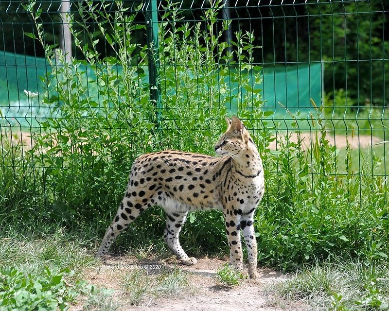 сервал кошка можно ли держать дома