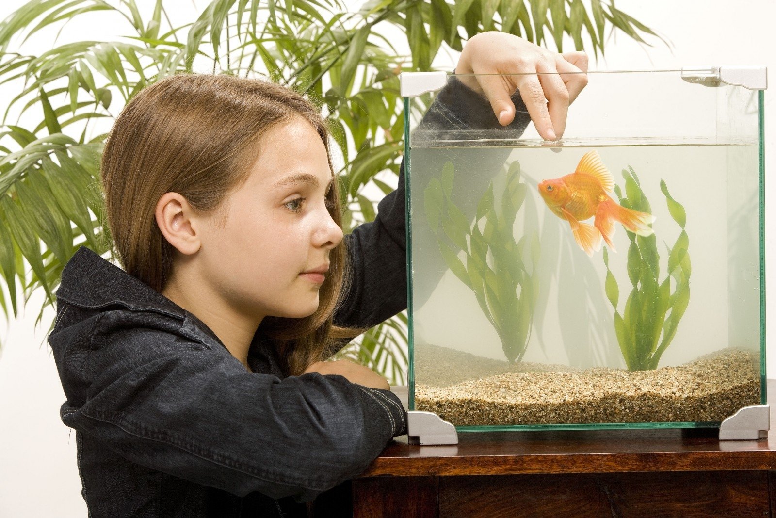 Наблюдать за рыбками. Рыбки для аквариума. Человек в аквариуме. Девочка с аквариумом. Аквариум с рыбками для детей.