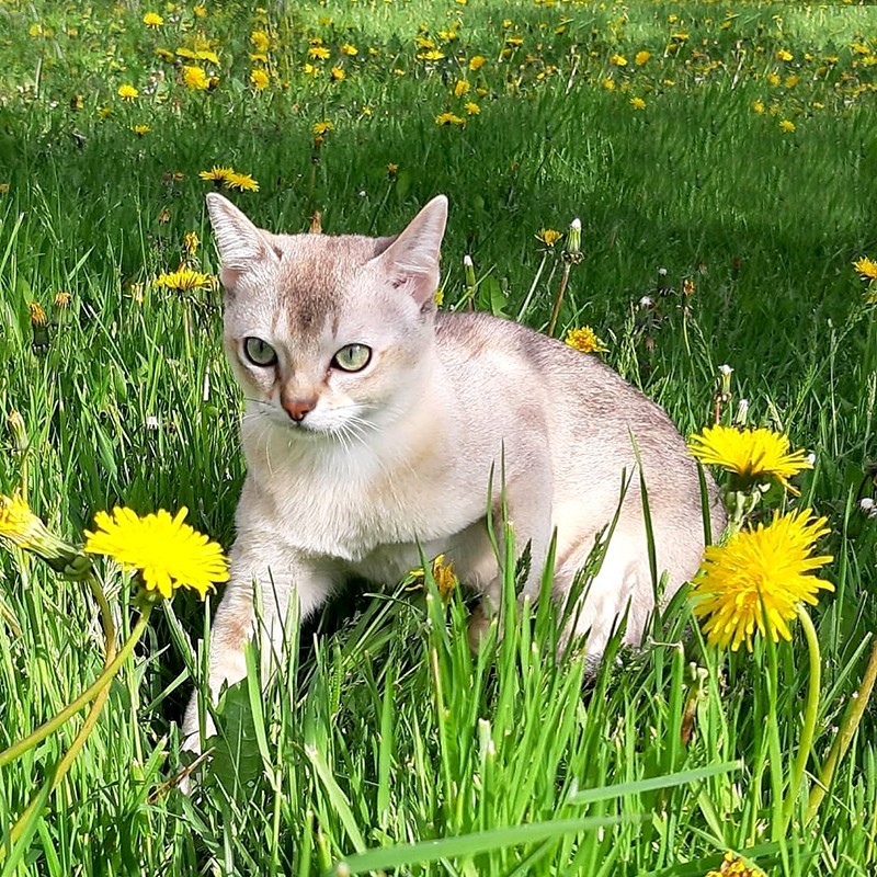 Cингапурская кошка