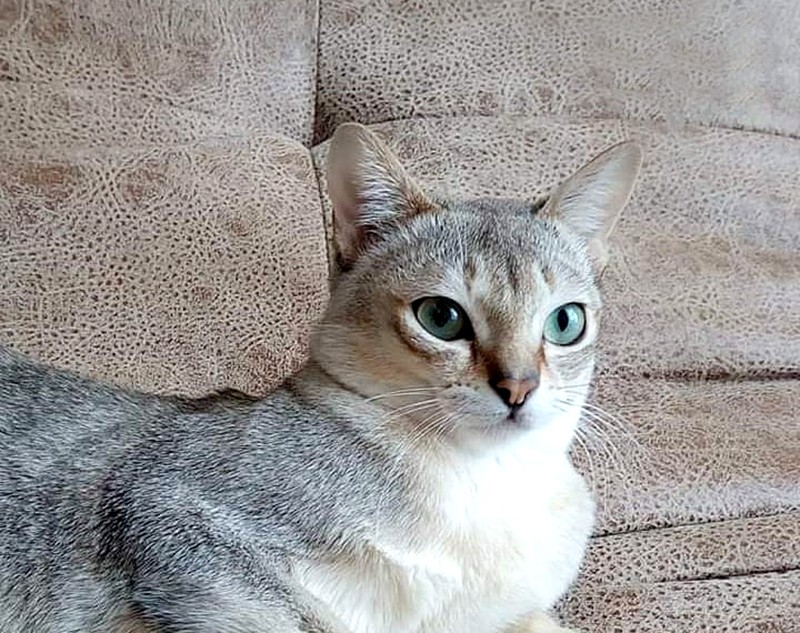 Сингапурская Кошка Фото