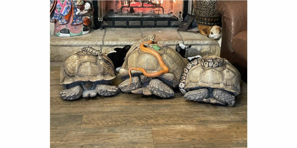 черепахи у камина
