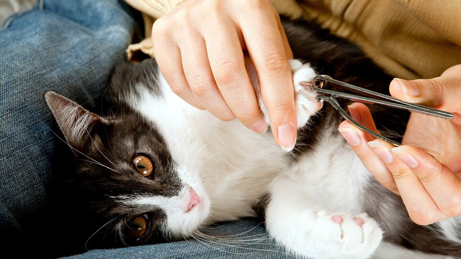 Как правильно подстричь кошке когти в домашних условиях?