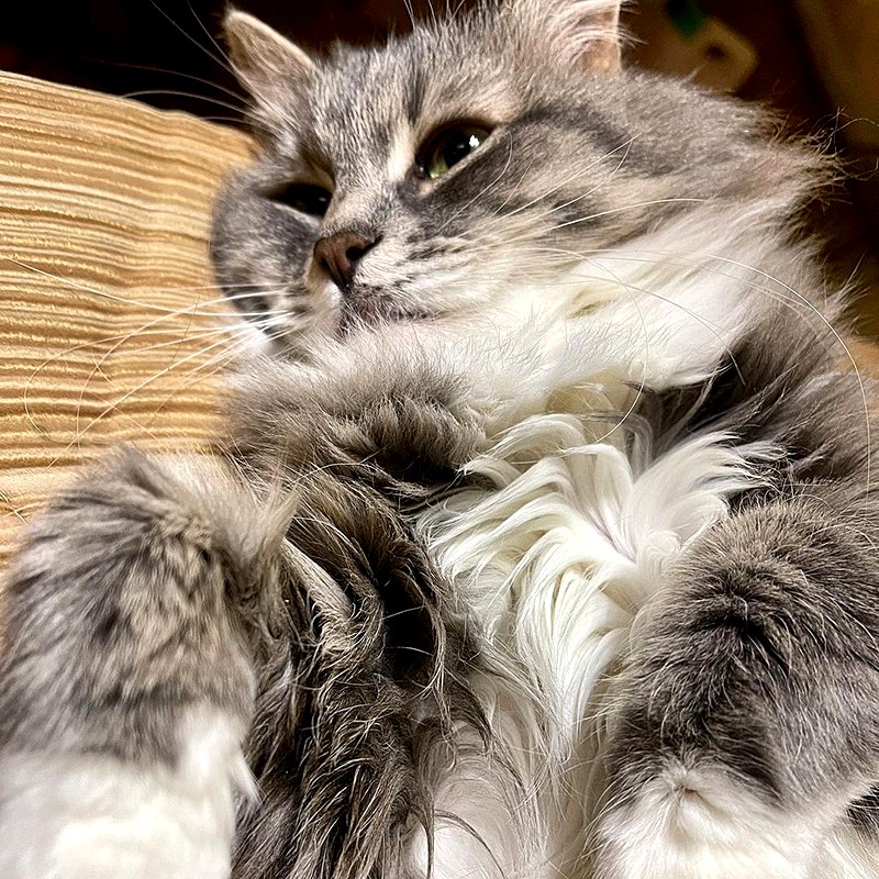 Шерстка. Пушистая шерстка. Сибирская кошка Мурка. У кота шерстка пушистая. Кот с мятой шерсткой порода.