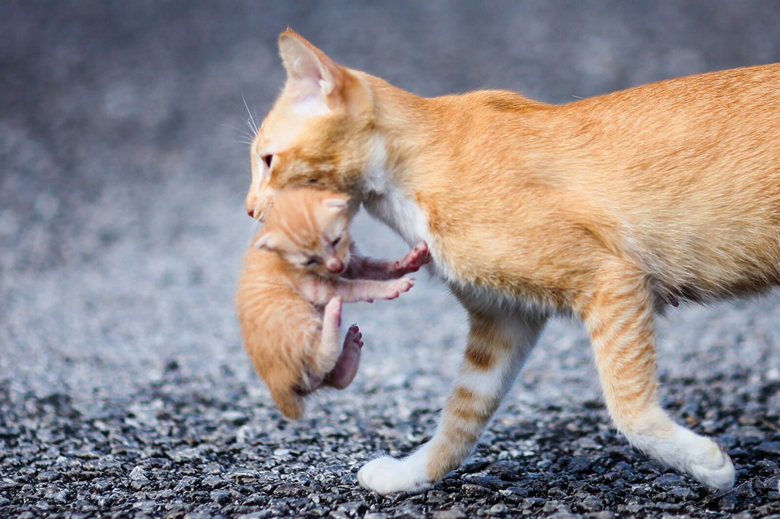 Носят кошки. Кошка несет котенка. Кошка несёт котёнка за шкирку. Кошка тащит котенка за шкирку. За шкирку.