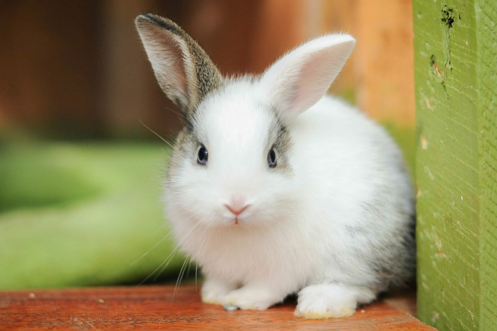 фотография белого кролика