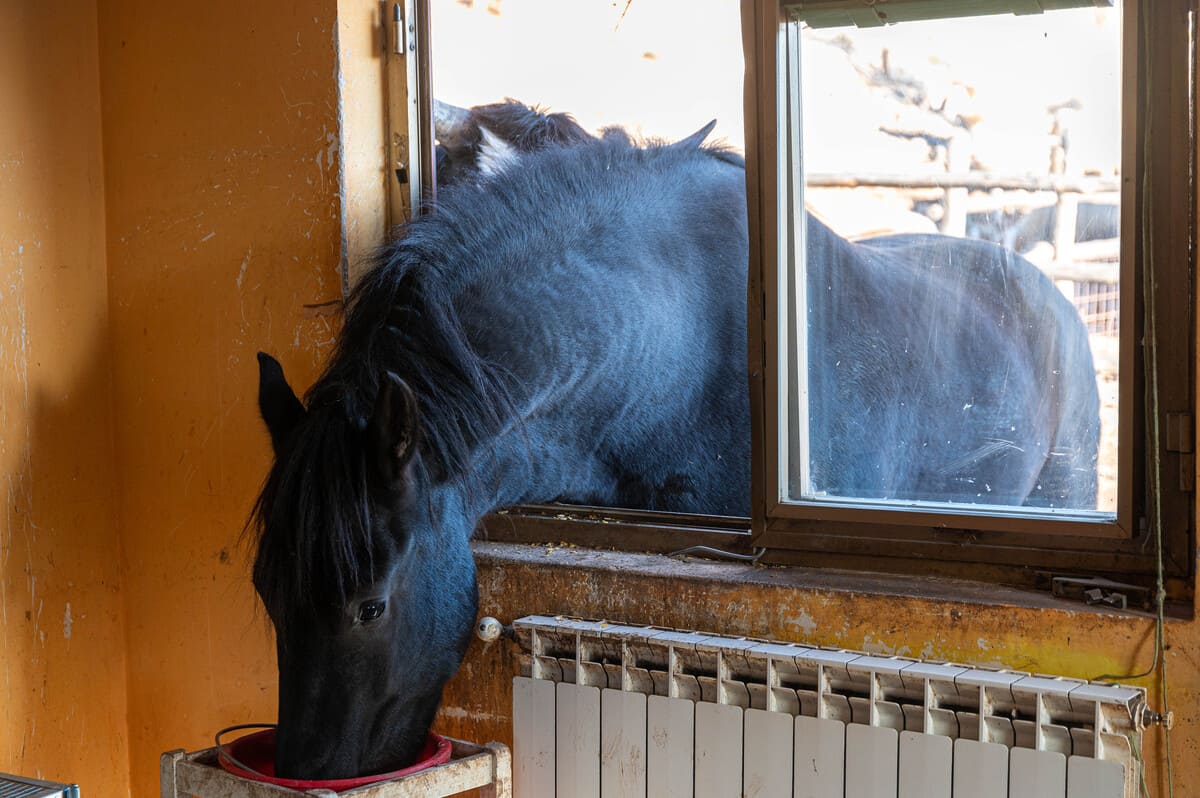 конь в окне