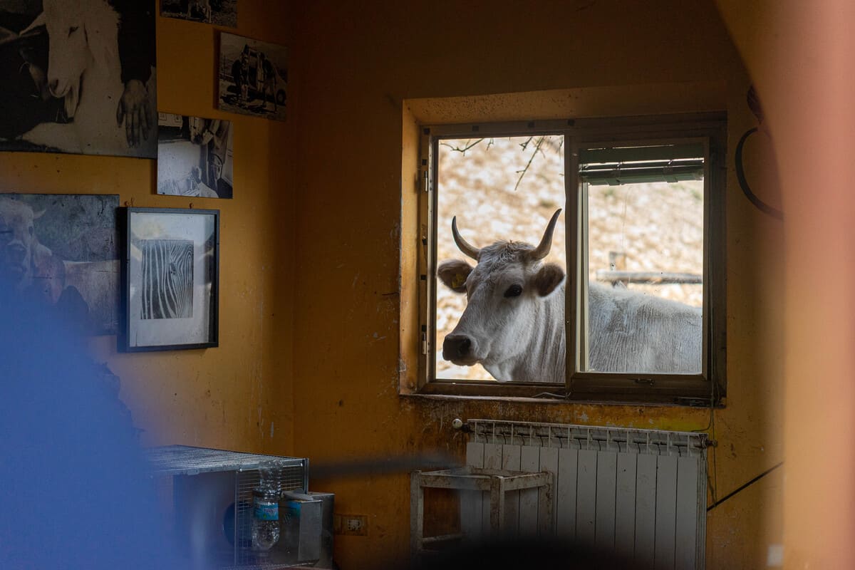 корова в окне