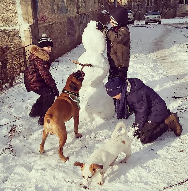 Немецкий боксер играет с детьми