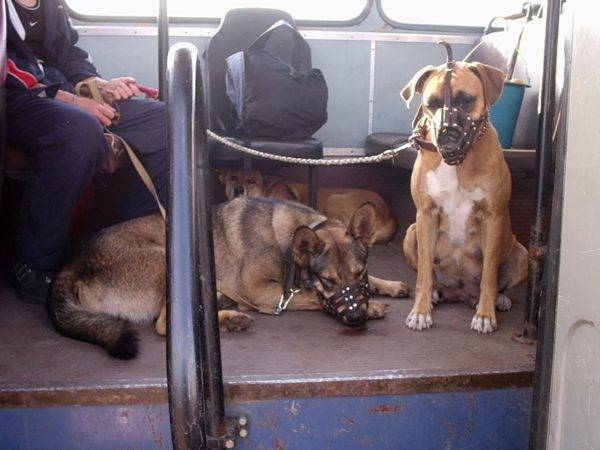путешествие с собакой в автобусе