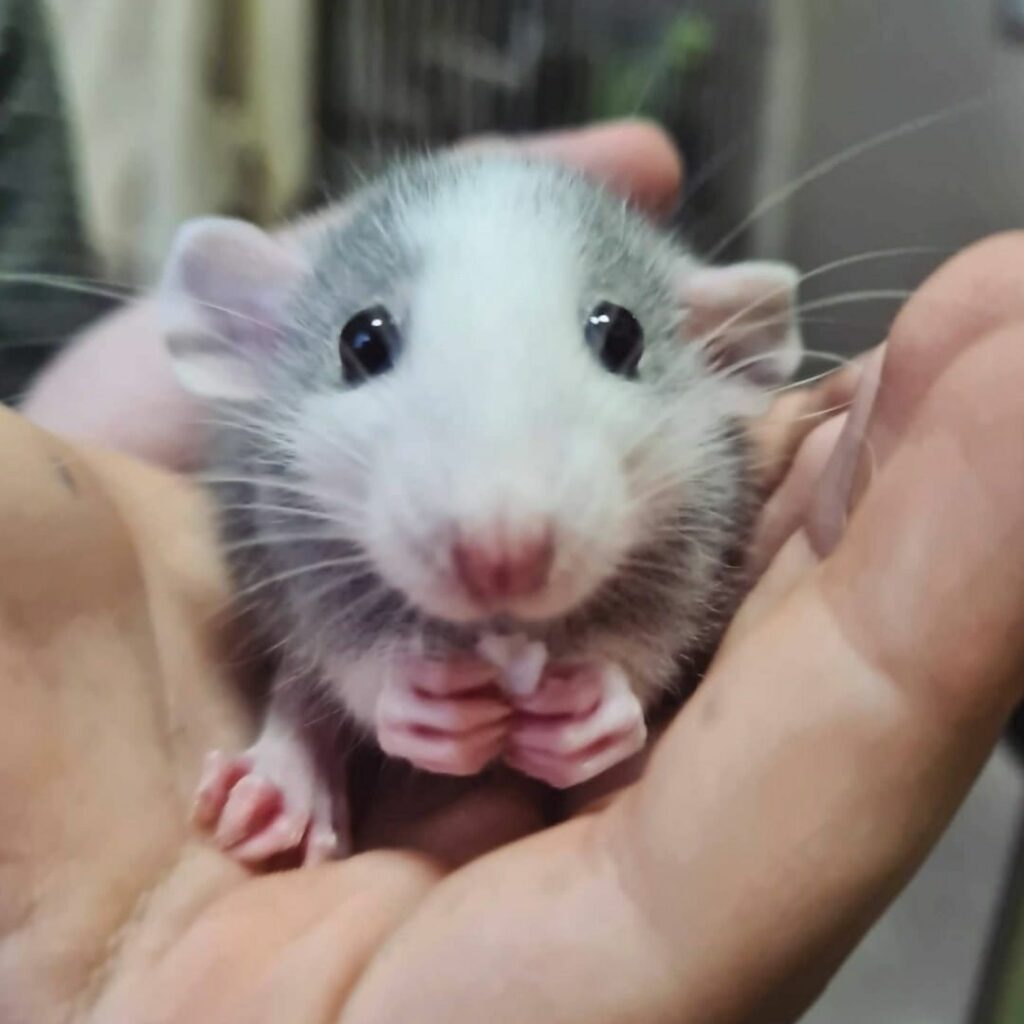 бобби мышь