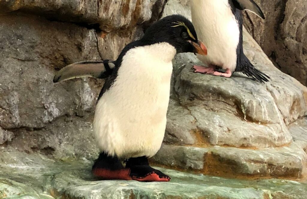 пингвин в ботинках