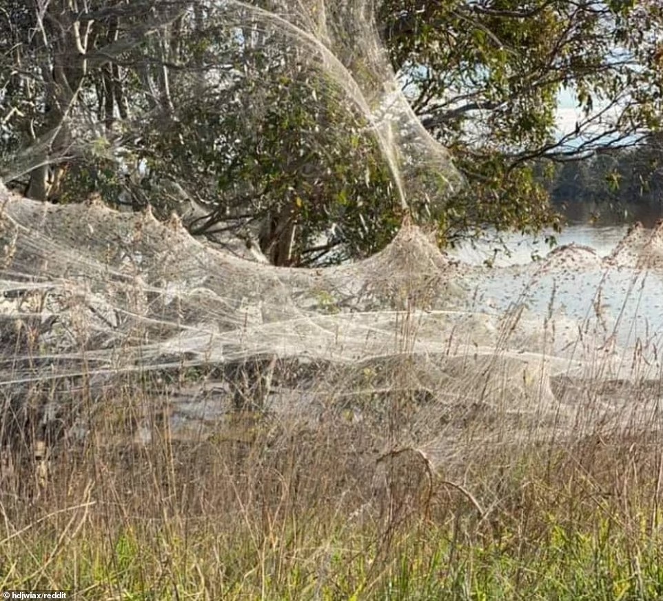 Нашествие пауков в Австралии 2021