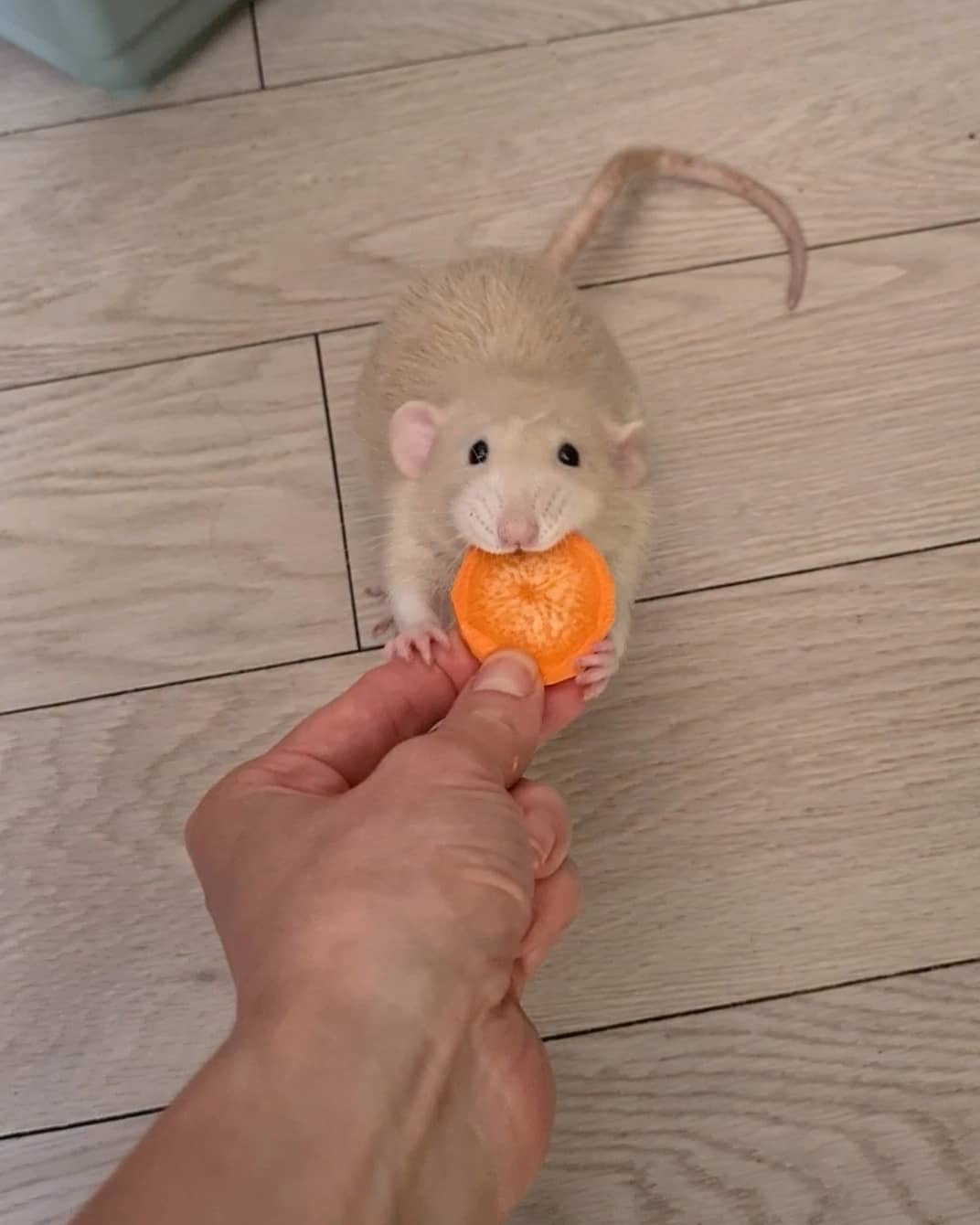 крысенок ест морковь