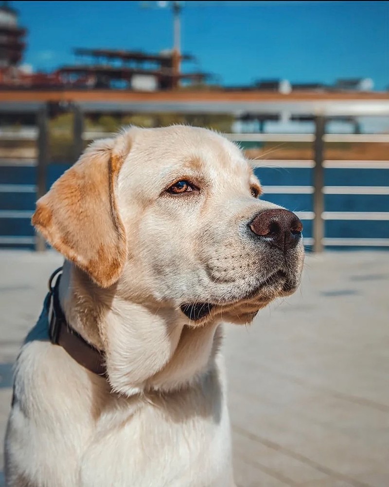 how intelligent are labrador retrievers