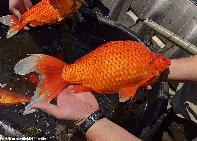 золотая рыбка огромного размера