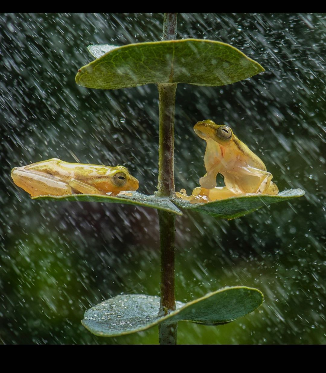лягушки укрылись от дождя