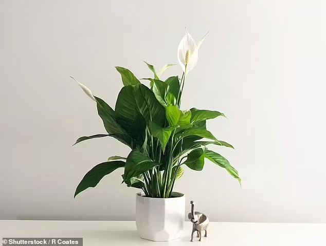 можно ли кошкам хлорофитум цветок есть